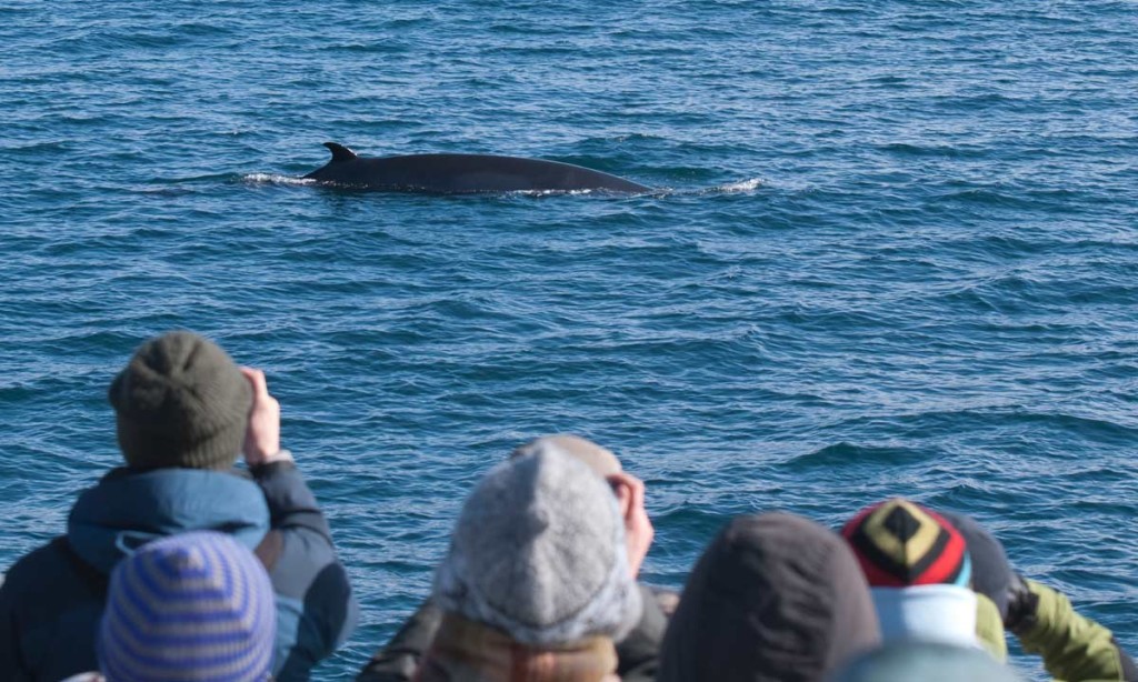 baleias Minke passando em frente aos turistas