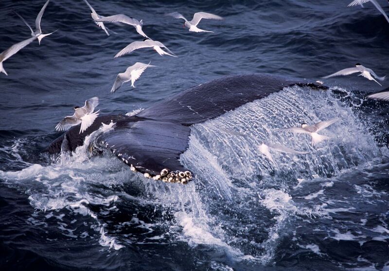 Calda de baleia batendo na água