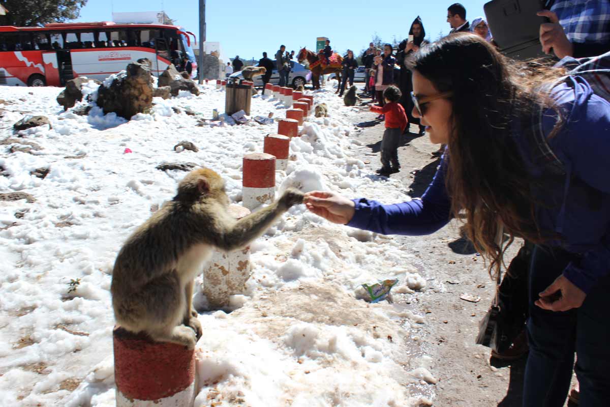 macacos_ifrane02