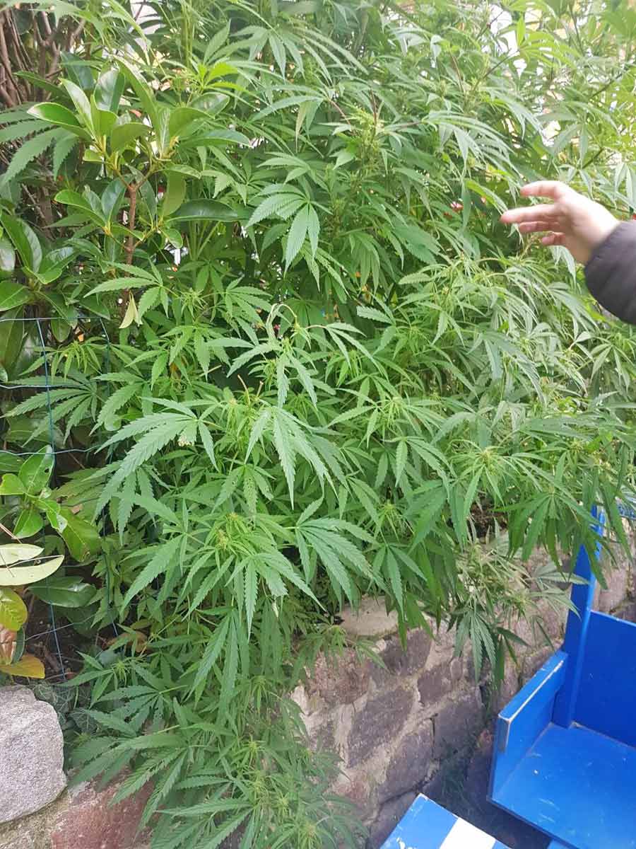 plantacao de maconha em christiania, em copenhague