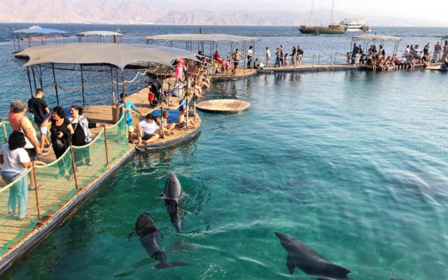 golfinhos nadam em eilat em israel
