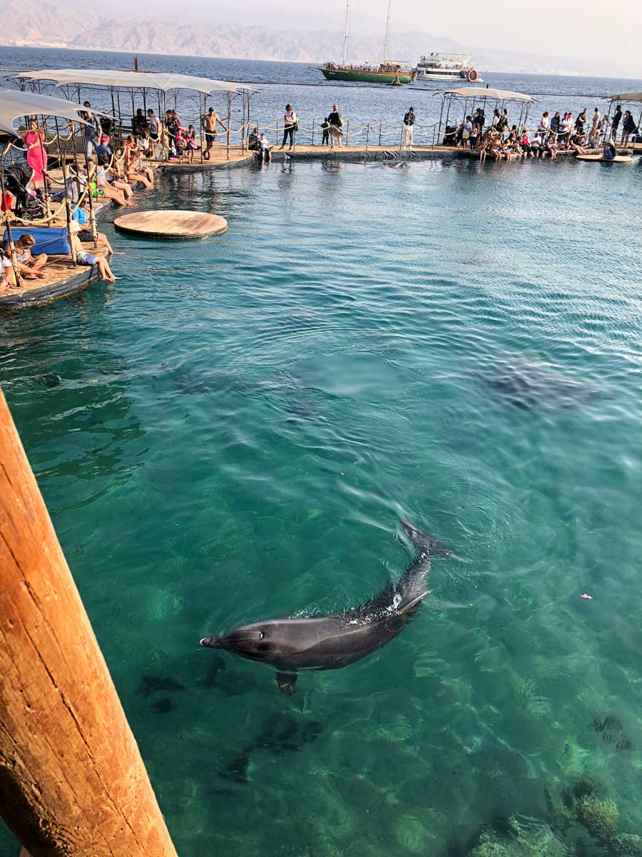 golfinhos no dolphin reef em eilat em israel