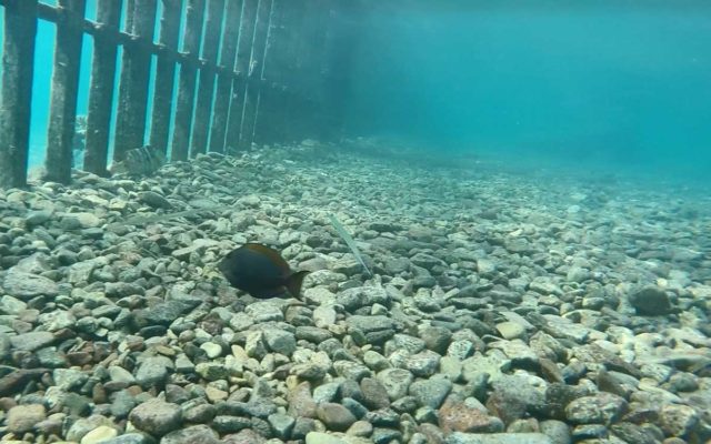 mergulho em eilat, Israel. Imagem mostra o fundo do mar