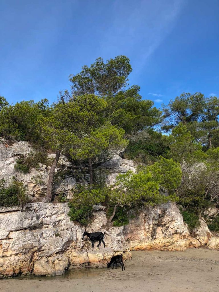 cabras na praia de cala en turqueta em menorca