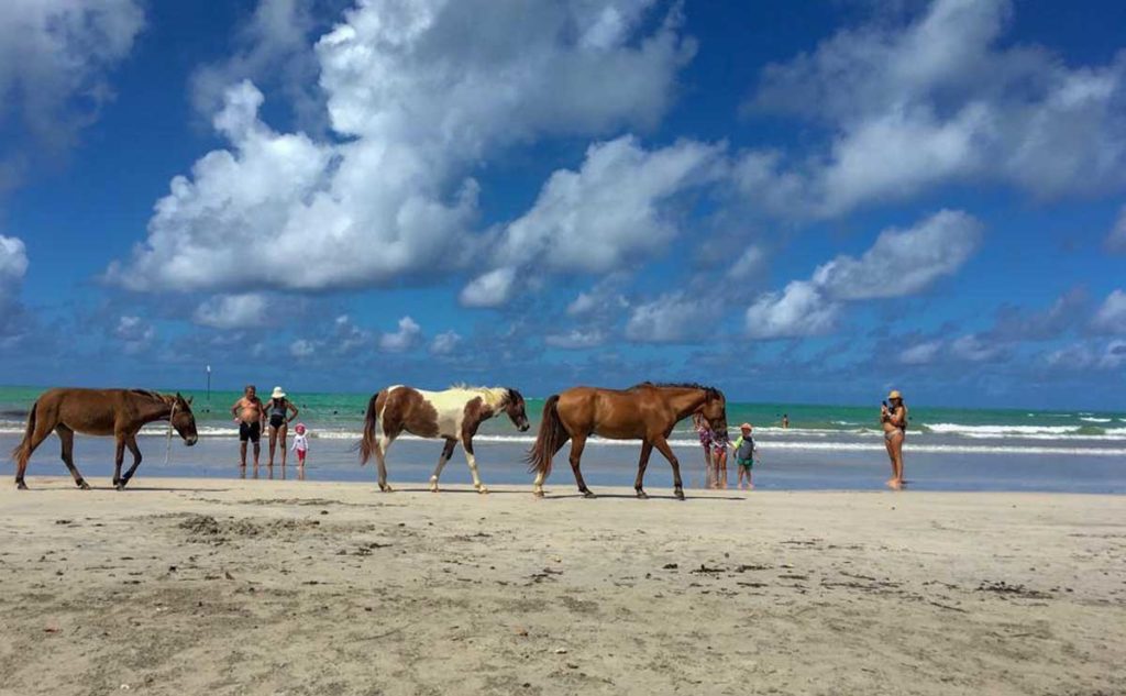 cavalos passeiam na praia de paripueira, no Alagoas