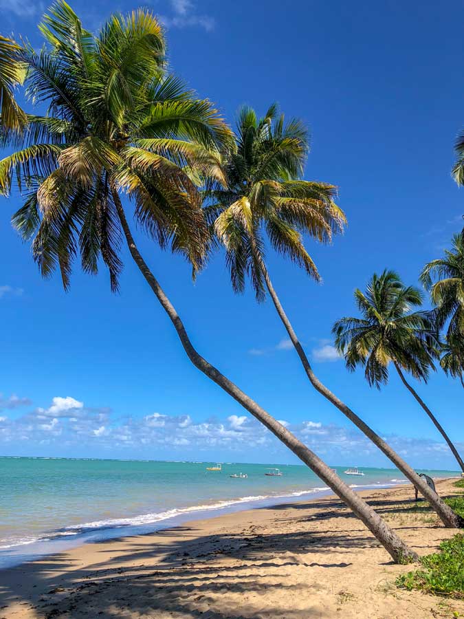 coqueiros envergados na praia do patacho em viagem de carro alagoas