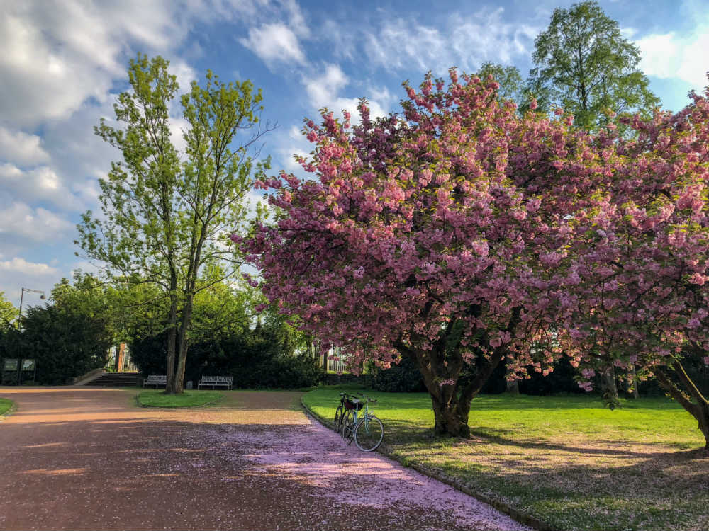 Cerejeira florida parque Dusseldorf Alemanha