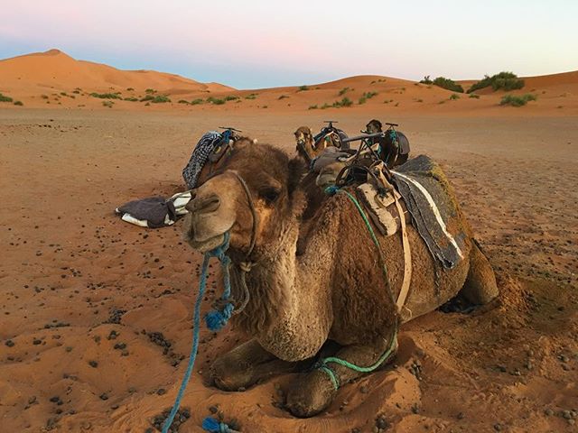camelo descansa no deserto do marrocos