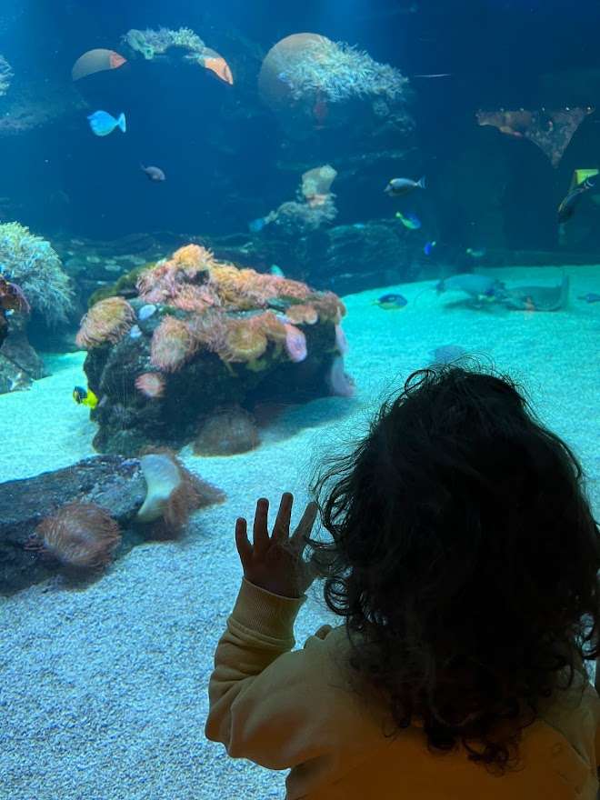 crianca observa peixes no aquárod o aquazoo em dusseldorf